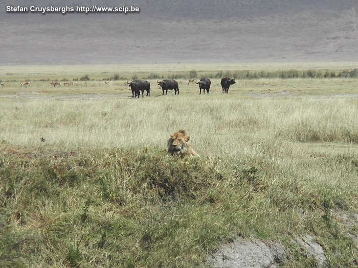 Ngorongoro - Lion A typical image of the Ngorongoro crater; a small surface where numerous animals live very close together. A lioness slinks off after an encounter with a group of buffalos.<br />
 Stefan Cruysberghs